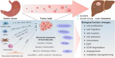 Molecular mechanism and potential therapeutic targets of liver metastasis from gastric cancer